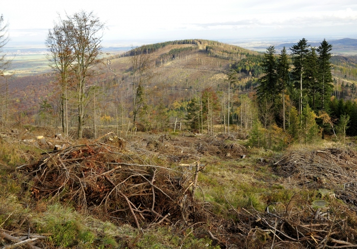 Lesy zničené suchem a kůrovcem- Stříbrná u Janova